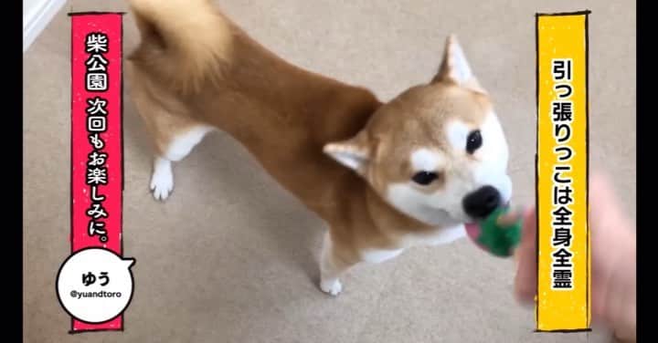 ゆうとろ（柴犬ゆうと猫のとろ）のインスタグラム