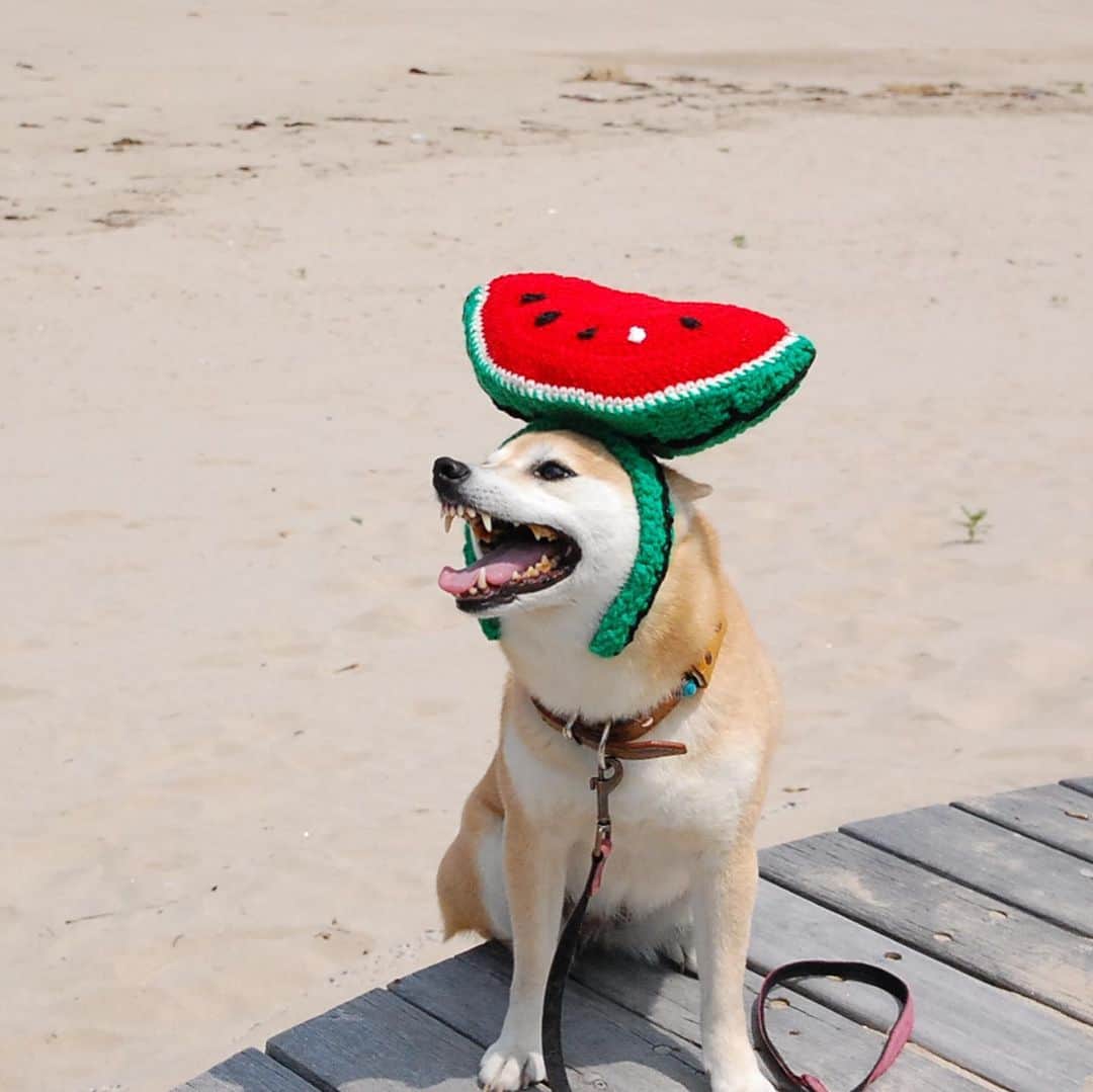がんちゃんさんのインスタグラム写真 - (がんちゃんInstagram)「🍉を被りに海へ🏖  でも暑くて集中力に欠けたモデルさんでした😂 仕方ないよねー🤣  #オートクチュールコタオバサンヌ #コスプレ柴犬 #コスプレ柴 #コスプレ犬」6月20日 19時54分 - kota2ann