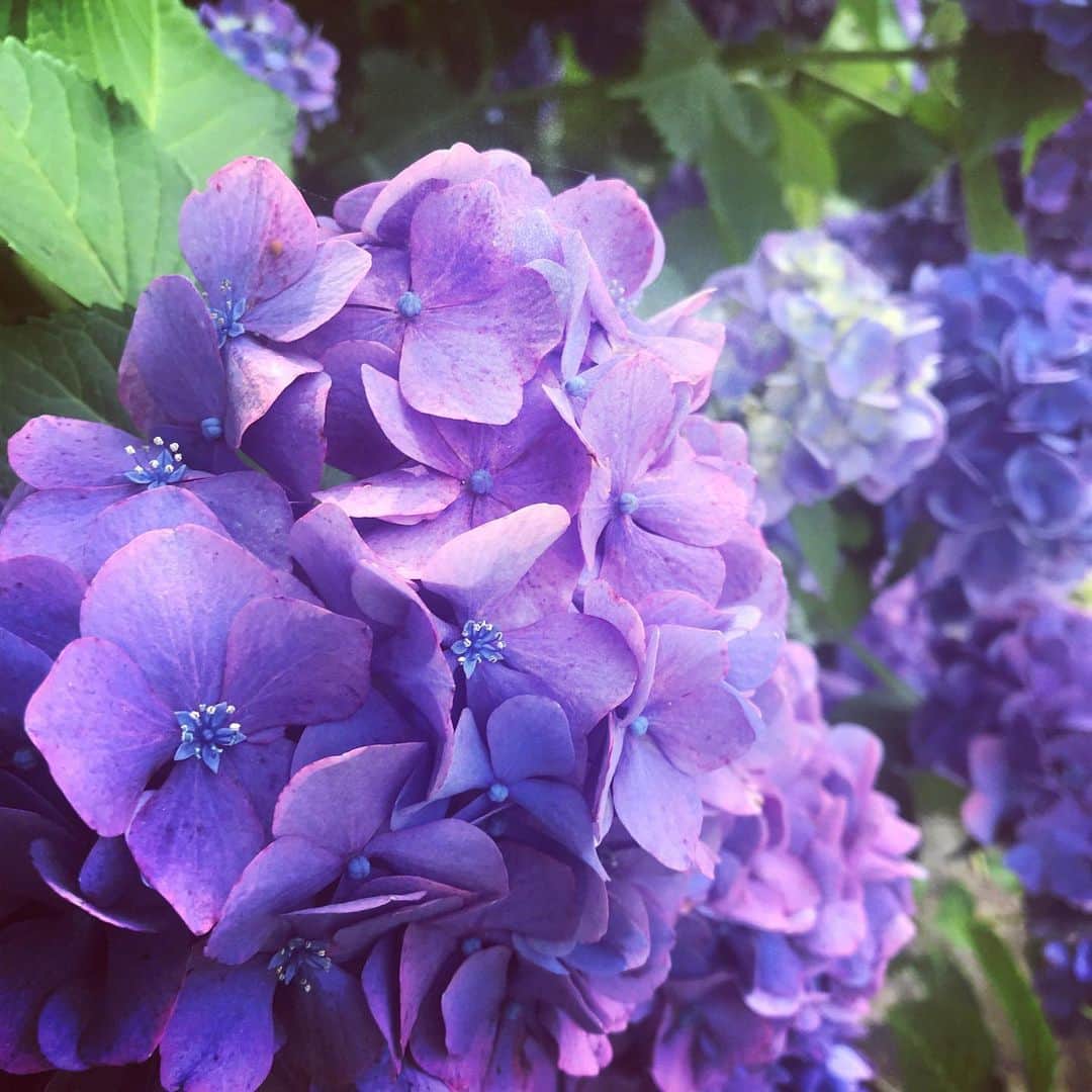 谷桃子さんのインスタグラム写真 - (谷桃子Instagram)「紫陽花✨🌸 きれい♡♡あれ？福岡まだ梅雨入りしてないかな？？ #紫陽花 #hana #好き #photography  #momo撮」6月20日 19時52分 - momoko5999