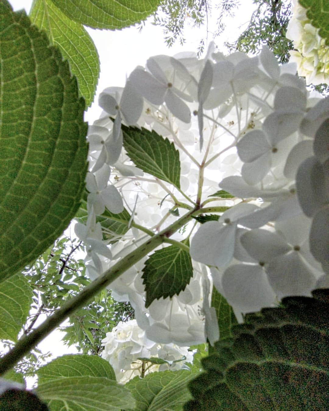 masayaさんのインスタグラム写真 - (masayaInstagram)「Hydrangea　あじさい #Hydrangea  #あじさい #紫陽花 #アジサイ # #flower #flowers #花 #はな」6月20日 20時14分 - moonlightice