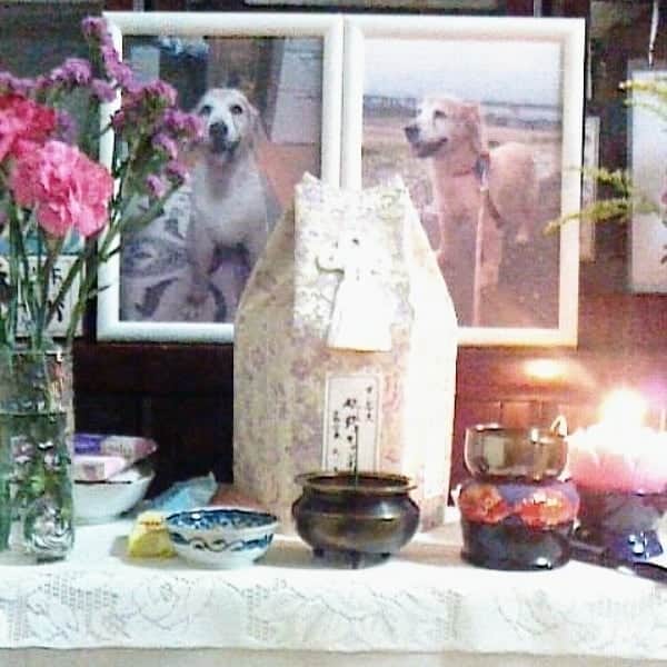 松野行秀さんのインスタグラム写真 - (松野行秀Instagram)「思い出は永遠に～キャンディ七回忌～  合掌」6月20日 20時23分 - g.matsuno