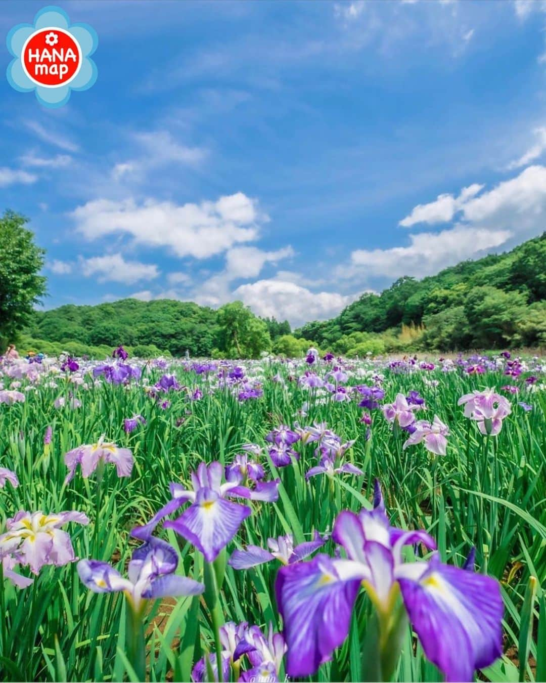 はなまっぷ❁日本の花風景さんのインスタグラム写真 - (はなまっぷ❁日本の花風景Instagram)「🌸はなまっぷ🌸 * @nao_k__ さんの  花のある風景に花まるを💮 * 青空の下で咲き誇る清々しい花菖蒲をありがとうございます😊🌸 * 大分  #神楽女湖 Kagurame Like, Oita Pref. * 🌼ハナショウブの花言葉📝🌼 良い便り、希望 * 見頃を過ぎている場所もご紹介しています。お出かけの際はHP等で最新の情報をご確認くださいね🙏🌸 * 🌸•••🌸•••🌸•••🌸•••🌸•••🌸 * いつも素敵なお花をありがとうございます😊 日本の花のある風景にタグ付けしてください🌸 お花があれば何でもOKです💓 * #はなまっぷ * #日本の美しい花風景#花のある風景#花#花言葉#花畑#ハナショウブ#花菖蒲」6月20日 20時31分 - hanamap