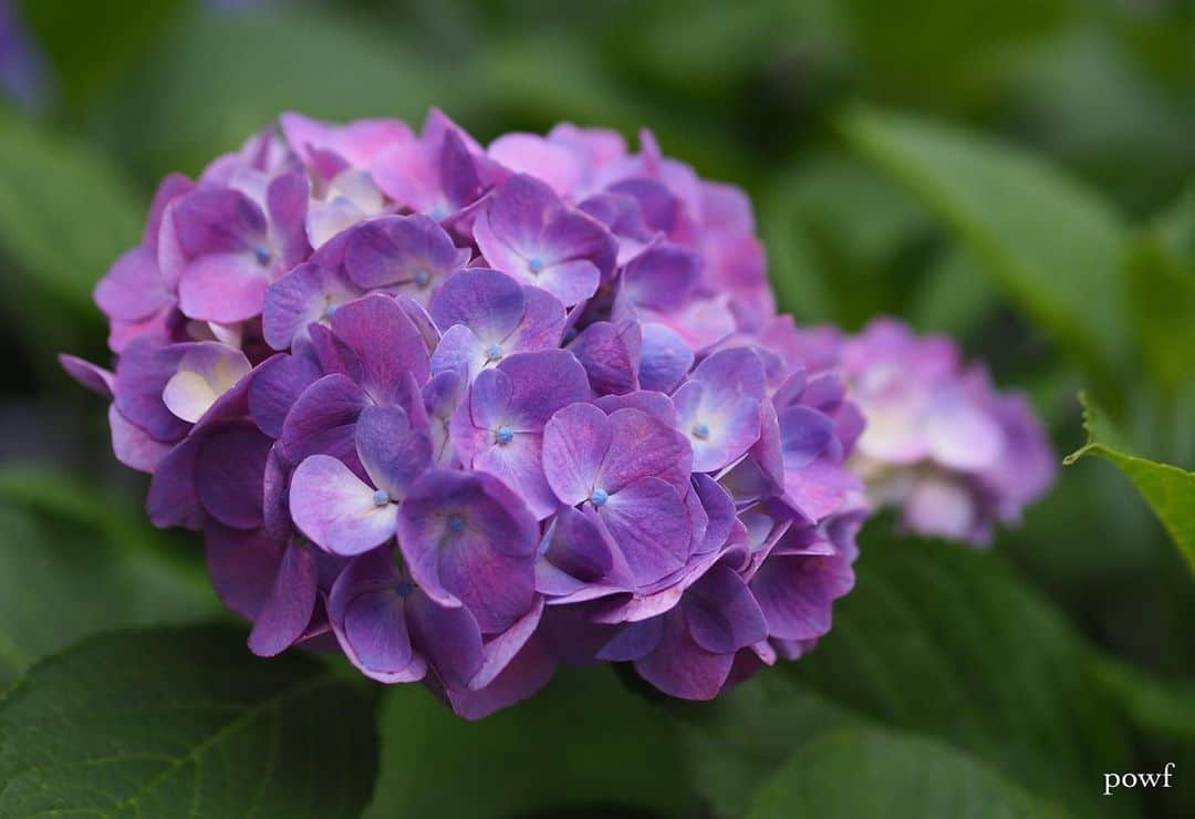 anemone_69のインスタグラム：「. #hydrangea #アジサイ #あじさい #紫陽花 . . .」