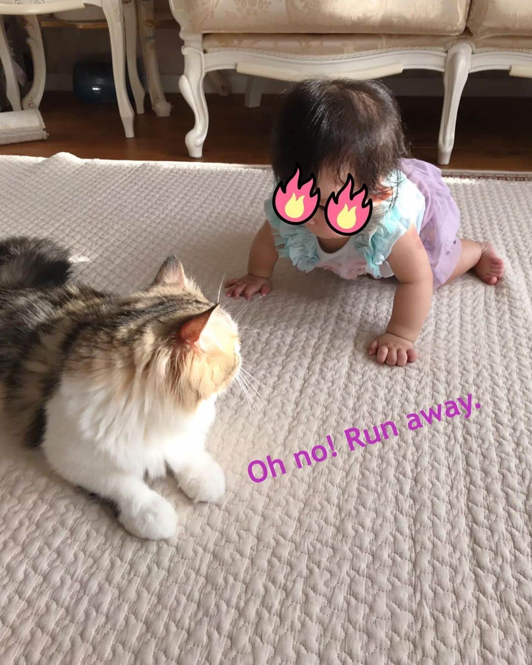 マンチカンのココ王子さんのインスタグラム写真 - (マンチカンのココ王子Instagram)「ココちゃんは一定距離保つので、狙われるのはいつもモカ🤣  でもモカも娘が好きみたいで、よく娘の顔にペシペシ尻尾まとわりつけに行ってます🤣  そして、いつも見守ってるココモカ😼 早く女子の部屋にも、娘も一緒に入れるようになりたいな😌  #猫#cat#catandbaby#catstagram#猫と赤ちゃん#赤ちゃんと猫#赤ちゃんと猫のいる生活#猫と赤ちゃんのいる生活#ミヌエット#マンチカン#minuetcat#munchkin#メゾピアノ」6月20日 20時53分 - cocolog_cat