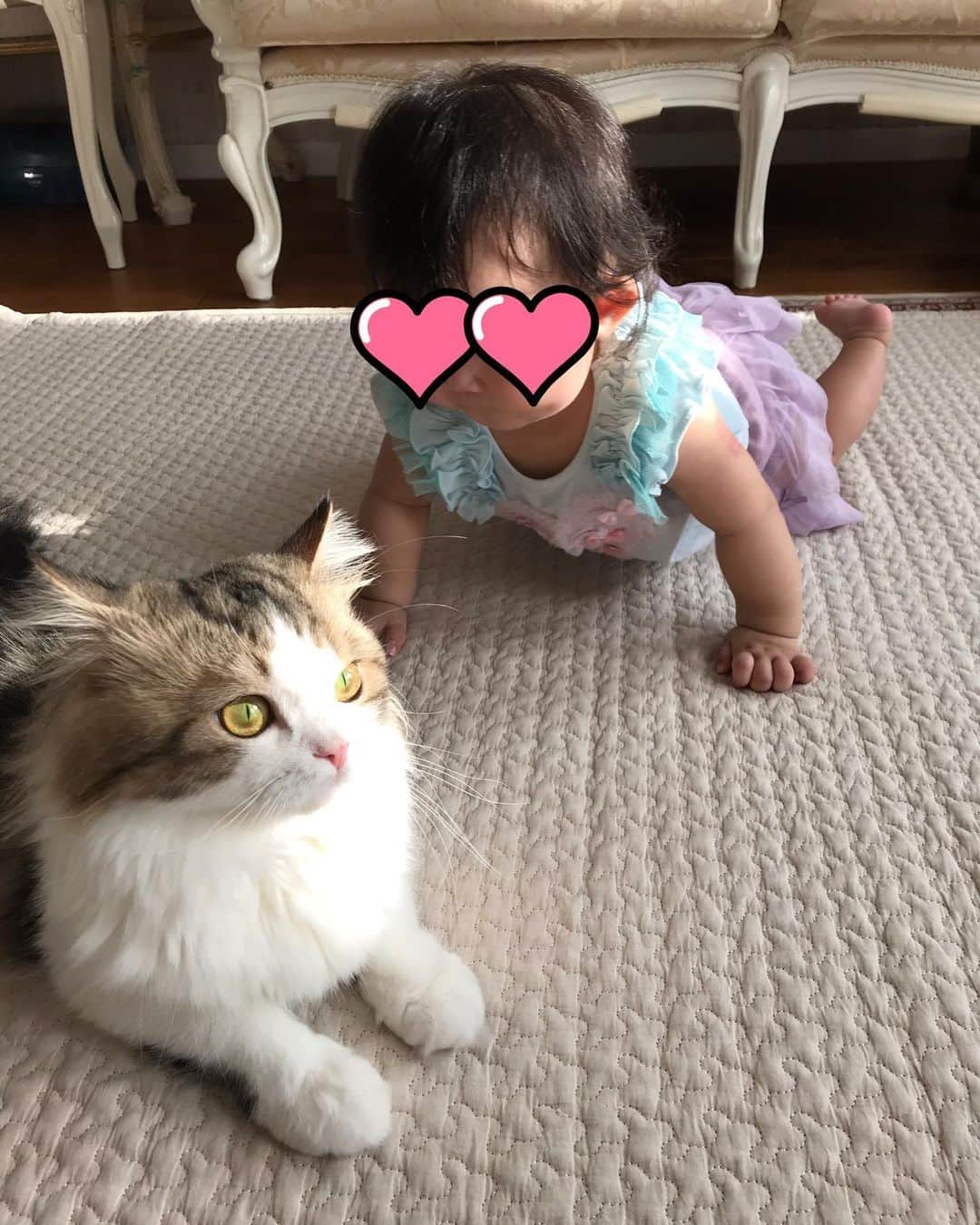 マンチカンのココ王子さんのインスタグラム写真 - (マンチカンのココ王子Instagram)「ココちゃんは一定距離保つので、狙われるのはいつもモカ🤣  でもモカも娘が好きみたいで、よく娘の顔にペシペシ尻尾まとわりつけに行ってます🤣  そして、いつも見守ってるココモカ😼 早く女子の部屋にも、娘も一緒に入れるようになりたいな😌  #猫#cat#catandbaby#catstagram#猫と赤ちゃん#赤ちゃんと猫#赤ちゃんと猫のいる生活#猫と赤ちゃんのいる生活#ミヌエット#マンチカン#minuetcat#munchkin#メゾピアノ」6月20日 20時53分 - cocolog_cat