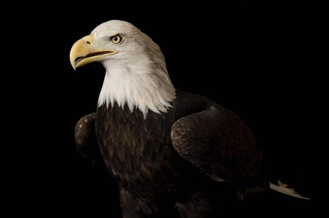 Joel Sartoreさんのインスタグラム写真 - (Joel SartoreInstagram)「Say hello to Bensar, a bald eagle @suttoncenter. The bald eagle is the only eagle unique to North America. As the national bird, the eagle’s look is iconic, with its distinctive brown body and white head and tail easily identifiable, even from a distance. This species once saw its numbers drop to 500 nesting pairs, but with people putting in decades of hard work, its population was able to recover. Today, the lower 48 states are home to over 5,000 nesting pairs! Illegal shooting of bald eagles is currently considered the biggest threat to their survival, but they are also threatened by lead poisoning as a result of eating ducks and other species that have consumed lead shot. Hunters can help lead the way for the continued conservation of bald eagles by choosing to hunt with steel or even copper ammunition. Check out the link in my bio for more information. #americaneagleday #baldeagle #northamerica #nationalbird #endangeredspeciesact #nonleadpartnership #photoark #savetogether」6月20日 21時17分 - joelsartore