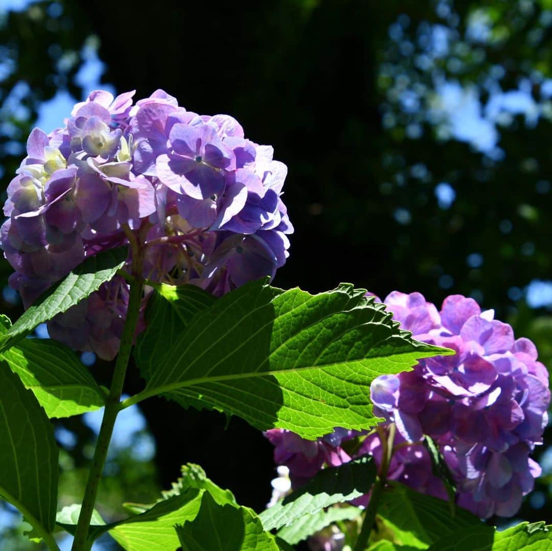 森貴美子さんのインスタグラム写真 - (森貴美子Instagram)「紫陽花ももちろんですが、青紅葉も美しい季節✨✨ ☀️☔️ #d7500  #紫陽花 #あおもみじ  #井の頭公園  #수국 #이노카시라공원  #일본모델」6月20日 21時33分 - morikimi_morikimi