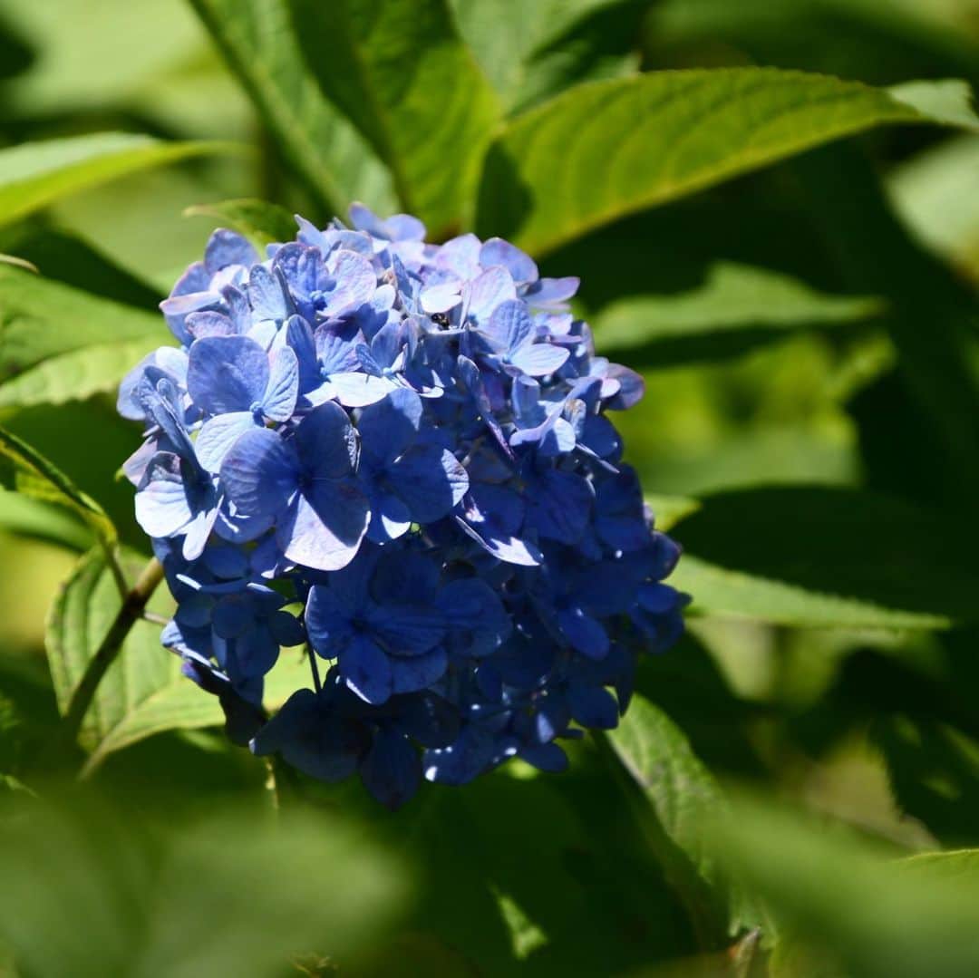 森貴美子さんのインスタグラム写真 - (森貴美子Instagram)「紫陽花ももちろんですが、青紅葉も美しい季節✨✨ ☀️☔️ #d7500  #紫陽花 #あおもみじ  #井の頭公園  #수국 #이노카시라공원  #일본모델」6月20日 21時33分 - morikimi_morikimi
