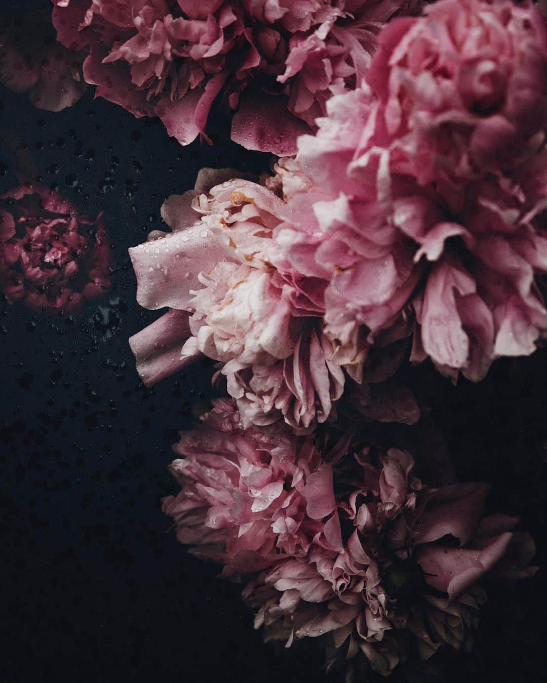 Linda Lomelinoのインスタグラム：「I’m definitely still not inspired to bake a midsummer cake, or make a flower wreath for that matter (I just realized Midsummer is tomorrow! 🤪). I am however very inspired by all the fantastic thing @myfeldt and I find on our spontaneous shoots. Like these peonies 👆🏼 today we are doing an actual planned shoot and I’m excited to see how that goes. Also I am filming just about everything we do, lots of behind the scenes too! 👯‍♀️ Texture by @ellemaywatson @1924us」