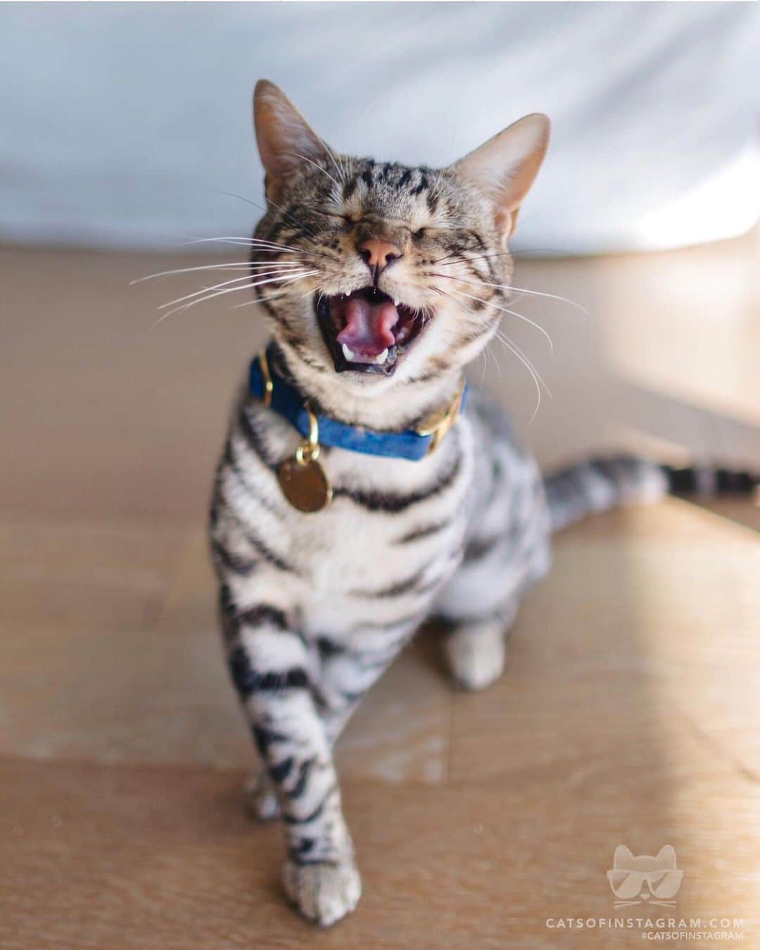 Cats of Instagramさんのインスタグラム写真 - (Cats of InstagramInstagram)「From @tomonhajime: “Cheers to being a cat!” #catsofinstagram」6月20日 21時59分 - cats_of_instagram
