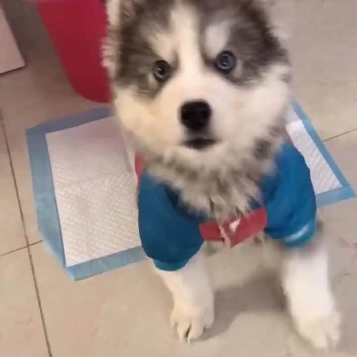 husky and malamuteのインスタグラム：「Am I cool？ɿ😏ɾ」