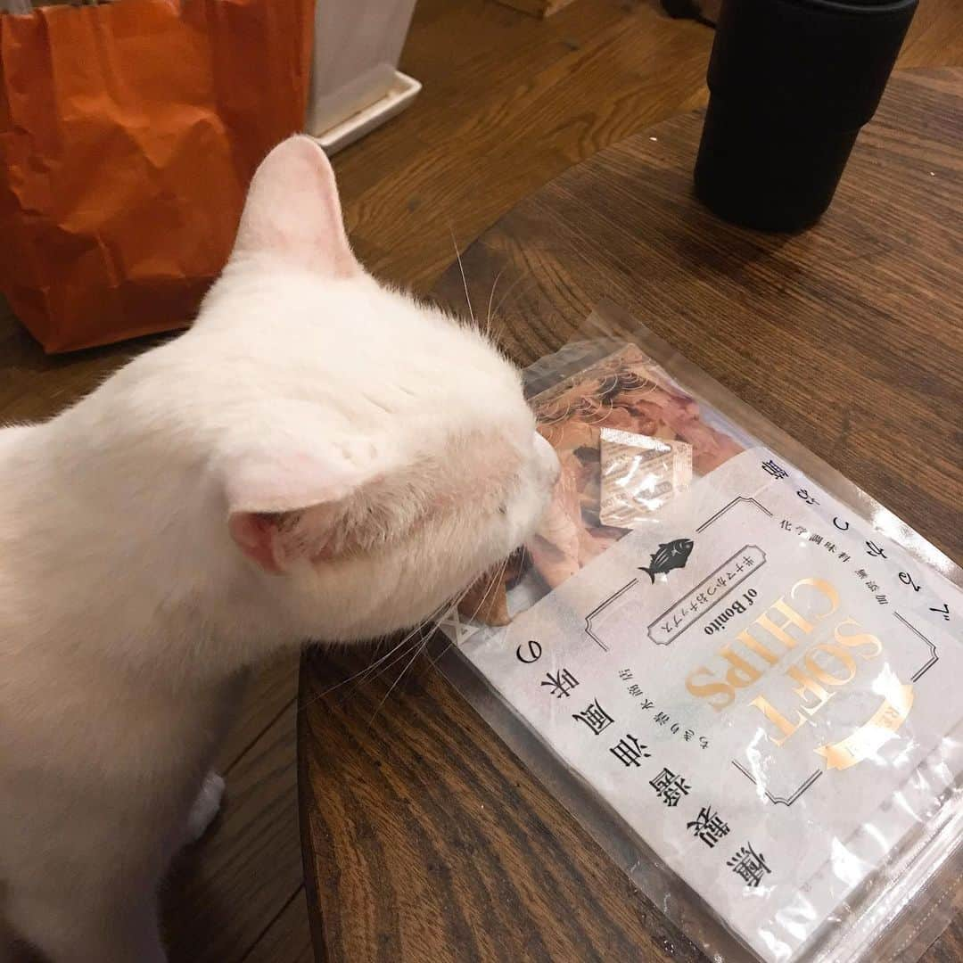 金巻ともこさんのインスタグラム写真 - (金巻ともこInstagram)「泥棒猫！！ ＊ もらいもののおつまみのことをハクがめちゃくちゃ気にしてるなと思って気にしつつぼんやりしてたら、最終的に袋ごと盗まれて笑ってしまった。ハクはほんとノラ猫あがりだなあ。この顔ww #泥棒猫 #kurohakuchai #cat #猫 #白猫 #whitecat」6月20日 22時14分 - tomotomoco