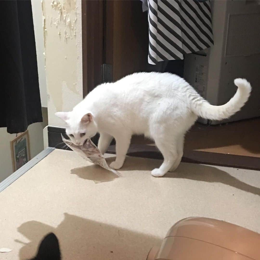 金巻ともこさんのインスタグラム写真 - (金巻ともこInstagram)「泥棒猫！！ ＊ もらいもののおつまみのことをハクがめちゃくちゃ気にしてるなと思って気にしつつぼんやりしてたら、最終的に袋ごと盗まれて笑ってしまった。ハクはほんとノラ猫あがりだなあ。この顔ww #泥棒猫 #kurohakuchai #cat #猫 #白猫 #whitecat」6月20日 22時14分 - tomotomoco