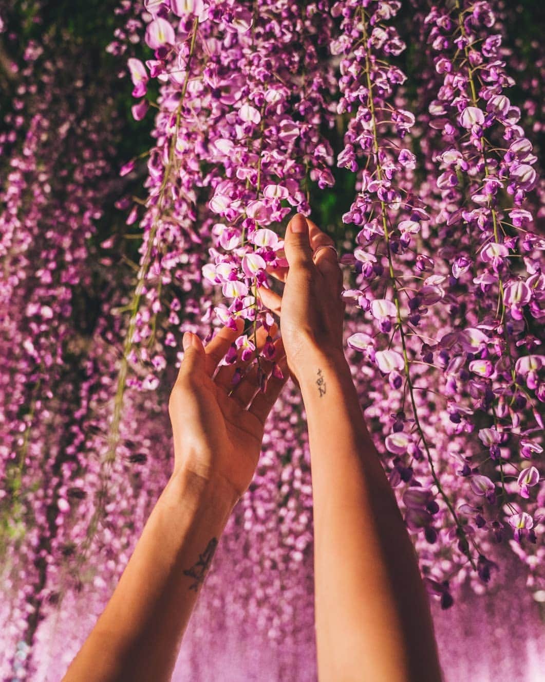 福田洋昭のインスタグラム：「Wisteria Maiden」