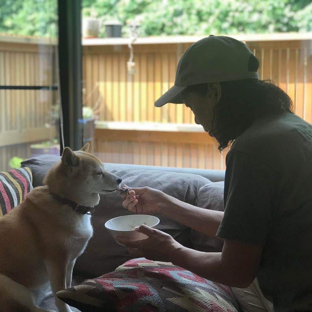 のインスタグラム：「私のお仕事（侍従長）  そして今日のすかなごっそでの戦利品はアーティチョークのお花250円哉  #マル子  #柴犬  #shiba  #マル子はイッタラ  #人間はニトリ」