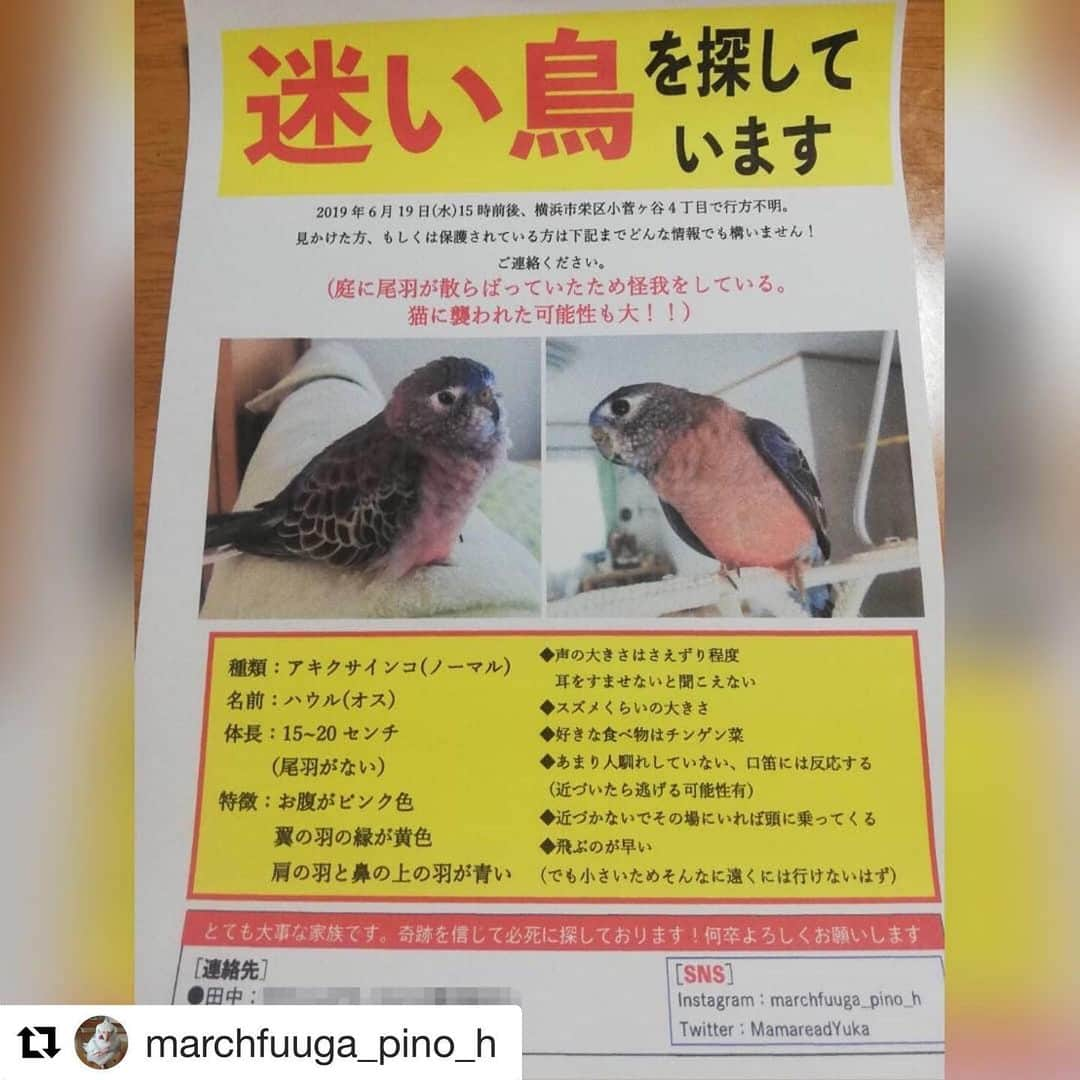 peace_0322さんのインスタグラム写真 - (peace_0322Instagram)「#Repost @marchfuuga_pino_h with @get_repost ・・・ みなさん　たくさんのリポスト本当にありがとうございます。  たくさんの方のアドバイスや温かい言葉..心にとめ前向きに探していきます。  尾羽がまとめて抜けたような感じで庭にあったのですが血が付いていなかったんです。  だからとっさに身を守る為に羽を自分で落とした可能性も考えています。  明日は朝早くから探してみます。  #アキクサインコ #アキクサインコノーマル #ハウル #迷子鳥 #迷い鳥 #拡散希望 #横浜市栄区小菅ケ谷 #どうか無事でいて #みなさんよろしくお願いします。 #たくさんのコメントありがとうございます #お返事がなかなか出来なくてすみません  どうか無事で😢一日も早くお家に帰って来れますように🙏🏻」6月20日 22時28分 - peace_0322