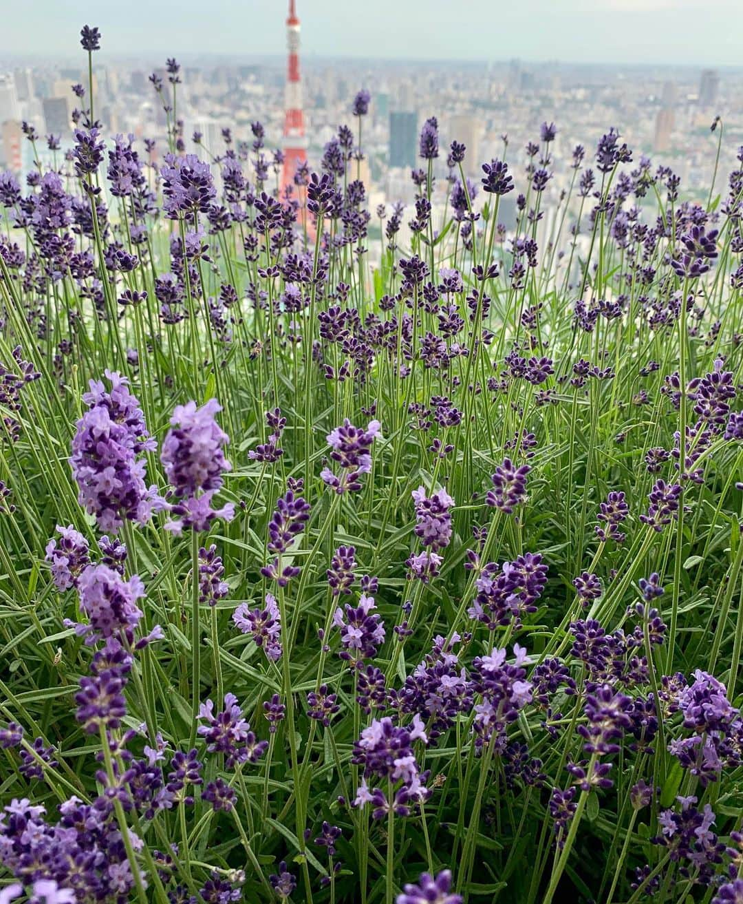 Andaz Tokyo アンダーズ 東京さんのインスタグラム写真 - (Andaz Tokyo アンダーズ 東京Instagram)「Spend a posh afternoon tea surrounded by the fields of Provence at our 52nd floor Rooftop Lavender Garden 💜🍃 Featuring  lavender eclair and lavender panna cotta, this is a purple-themed tea you don’t want to miss. 🌟 アンダーズ 東京の52階ルーフトップに南仏を思わせるラベンダーガーデンが登場。週末の午後は心地よい風を感じながら、ラベンダーパープルで彩られたセイボリーとスイーツによるアフタヌーンティーセットをお楽しみください。🍵💜」6月20日 22時32分 - andaztokyo