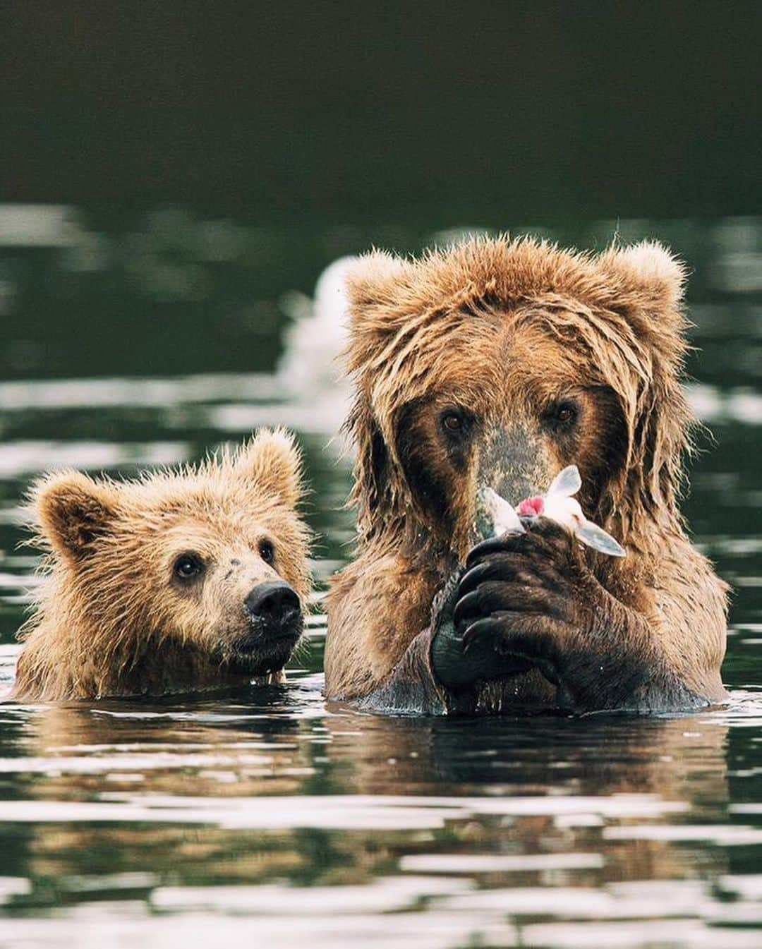 Canon Photographyさんのインスタグラム写真 - (Canon PhotographyInstagram)「@jorelcuomowildlife // Grizzly Bear  Having once considered much of western and central North America home, Grizzly or Brown Bear populations have now mostly retreated to their last strongholds in Alaska, British Columbia, Yukon, and the Northwest Territories. Smaller populations have managed to hang on in Alberta, Nunavut, Montana, Idaho and Wyoming.  An iconic species to many, the Grizzly Bear is one of the most magnificent animals to witness up close. The amazing raw power, strength, and determination these bears have is an incredible experience you will always cherish.  Given their amazing strength, it’s incredibly important to respect bears and their habitat. NEVER feed bears. Don’t leave garbage outside your house or campsite. A fed bear is a dead bear.  When photographing or viewing bears in the wild, it’s very important to watch their behavior. Bears often communicate with subtle movements in their posture, ears, paws, mouth/face, or with vocalizations. Know before you go: if you can understand what a bear is telling you, you can help keep things safe and calm for both of you.  The best advice when bear viewing is to go with a qualified guide that will help watch for these signs and ensure a safe bear viewing experience for both you and the bear.」6月20日 22時57分 - cpcollectives