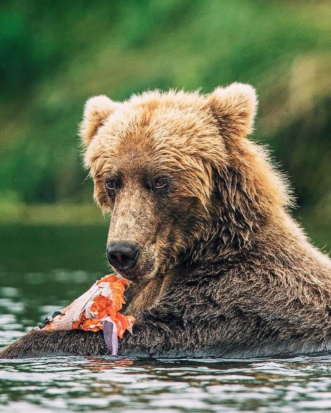 Canon Photographyさんのインスタグラム写真 - (Canon PhotographyInstagram)「@jorelcuomowildlife // Grizzly Bear  Having once considered much of western and central North America home, Grizzly or Brown Bear populations have now mostly retreated to their last strongholds in Alaska, British Columbia, Yukon, and the Northwest Territories. Smaller populations have managed to hang on in Alberta, Nunavut, Montana, Idaho and Wyoming.  An iconic species to many, the Grizzly Bear is one of the most magnificent animals to witness up close. The amazing raw power, strength, and determination these bears have is an incredible experience you will always cherish.  Given their amazing strength, it’s incredibly important to respect bears and their habitat. NEVER feed bears. Don’t leave garbage outside your house or campsite. A fed bear is a dead bear.  When photographing or viewing bears in the wild, it’s very important to watch their behavior. Bears often communicate with subtle movements in their posture, ears, paws, mouth/face, or with vocalizations. Know before you go: if you can understand what a bear is telling you, you can help keep things safe and calm for both of you.  The best advice when bear viewing is to go with a qualified guide that will help watch for these signs and ensure a safe bear viewing experience for both you and the bear.」6月20日 22時57分 - cpcollectives