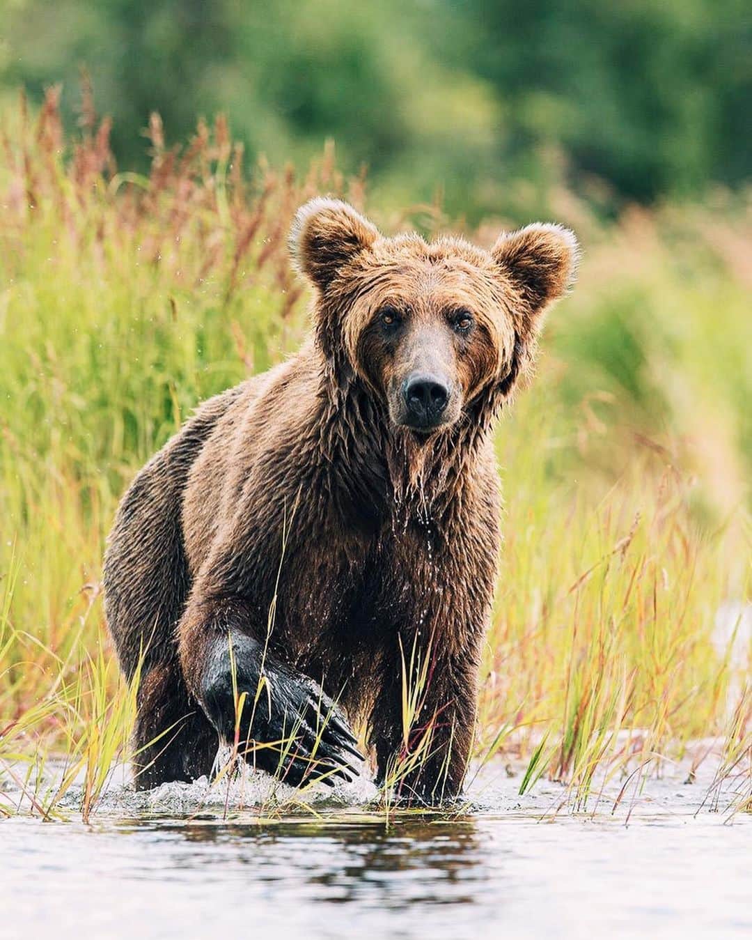 Canon Photographyさんのインスタグラム写真 - (Canon PhotographyInstagram)「@jorelcuomowildlife // Grizzly Bear  Having once considered much of western and central North America home, Grizzly or Brown Bear populations have now mostly retreated to their last strongholds in Alaska, British Columbia, Yukon, and the Northwest Territories. Smaller populations have managed to hang on in Alberta, Nunavut, Montana, Idaho and Wyoming.  An iconic species to many, the Grizzly Bear is one of the most magnificent animals to witness up close. The amazing raw power, strength, and determination these bears have is an incredible experience you will always cherish.  Given their amazing strength, it’s incredibly important to respect bears and their habitat. NEVER feed bears. Don’t leave garbage outside your house or campsite. A fed bear is a dead bear.  When photographing or viewing bears in the wild, it’s very important to watch their behavior. Bears often communicate with subtle movements in their posture, ears, paws, mouth/face, or with vocalizations. Know before you go: if you can understand what a bear is telling you, you can help keep things safe and calm for both of you.  The best advice when bear viewing is to go with a qualified guide that will help watch for these signs and ensure a safe bear viewing experience for both you and the bear.」6月20日 22時57分 - cpcollectives