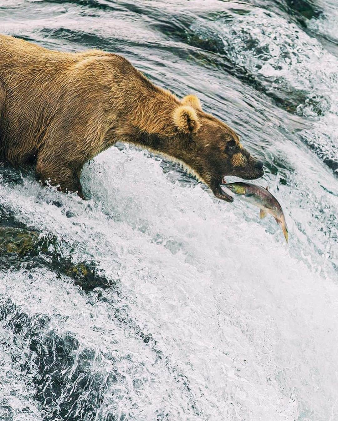 Canon Photographyさんのインスタグラム写真 - (Canon PhotographyInstagram)「@jorelcuomowildlife // Grizzly Bear  Having once considered much of western and central North America home, Grizzly or Brown Bear populations have now mostly retreated to their last strongholds in Alaska, British Columbia, Yukon, and the Northwest Territories. Smaller populations have managed to hang on in Alberta, Nunavut, Montana, Idaho and Wyoming.  An iconic species to many, the Grizzly Bear is one of the most magnificent animals to witness up close. The amazing raw power, strength, and determination these bears have is an incredible experience you will always cherish.  Given their amazing strength, it’s incredibly important to respect bears and their habitat. NEVER feed bears. Don’t leave garbage outside your house or campsite. A fed bear is a dead bear.  When photographing or viewing bears in the wild, it’s very important to watch their behavior. Bears often communicate with subtle movements in their posture, ears, paws, mouth/face, or with vocalizations. Know before you go: if you can understand what a bear is telling you, you can help keep things safe and calm for both of you.  The best advice when bear viewing is to go with a qualified guide that will help watch for these signs and ensure a safe bear viewing experience for both you and the bear.」6月20日 22時57分 - cpcollectives