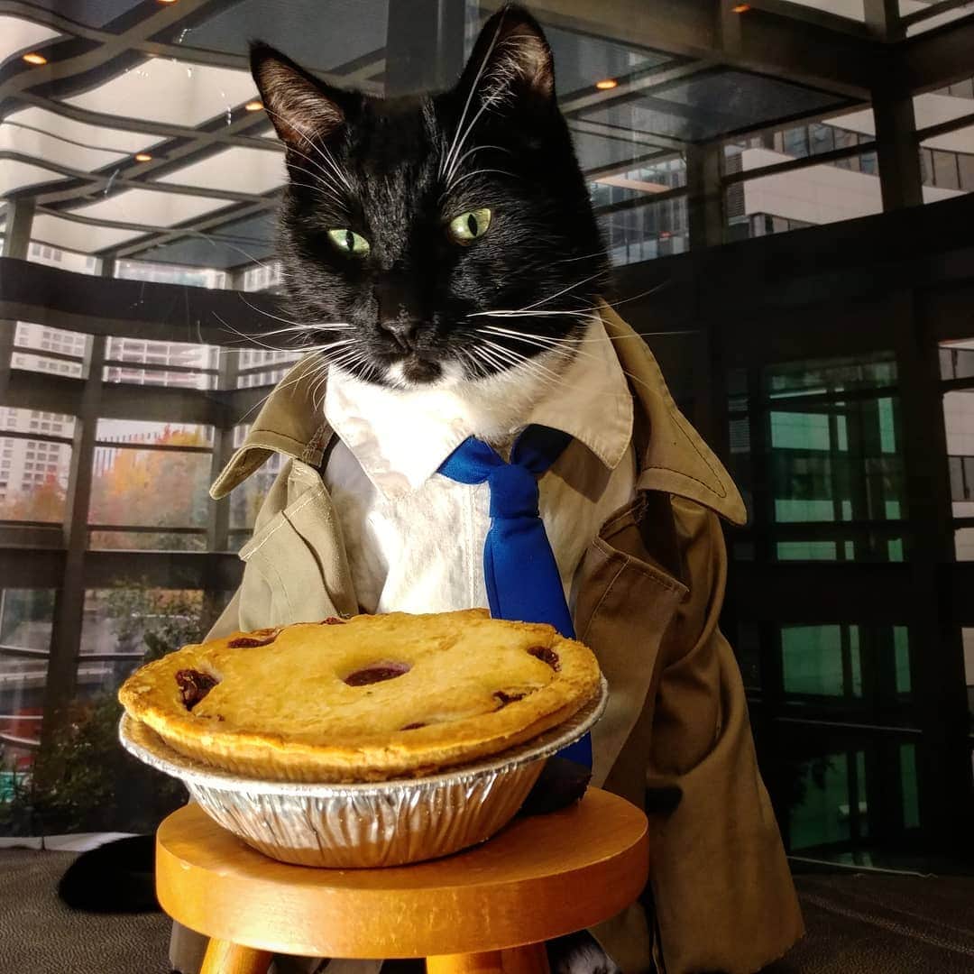 猫コスプレさんのインスタグラム写真 - (猫コスプレInstagram)「You can't just eat dessert for a meal.  #LiesYourParentsToldYou」6月20日 22時53分 - cat_cosplay
