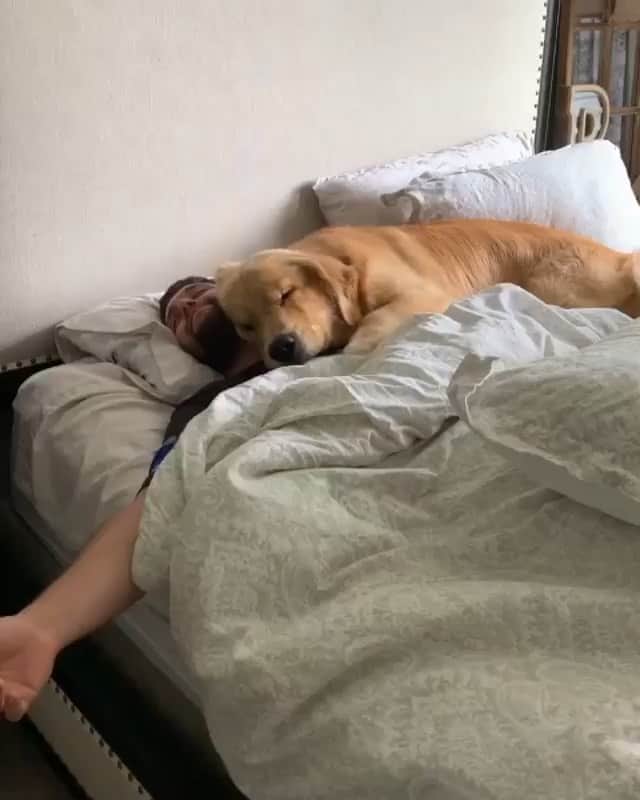 DogsOf Instagramのインスタグラム：「“Cuddles with bae” writes @charlieandbodie  #dogsofinstagram」