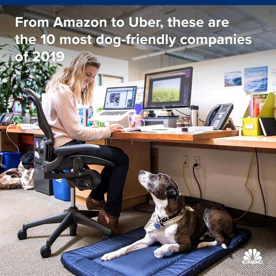 CNBCさんのインスタグラム写真 - (CNBCInstagram)「Want to bring your dog to work? These 10 companies make it easy. 🐶﻿ ﻿ Tech companies are known for using office perks to attract talent, and bring-your-pet-to-work policies are catching on in other industries.﻿ ﻿ According to job site Glassdoor, bringing your dog to work offers stress relief and work-life balance for owners. It also promotes collaboration, employee wellness, and retention and recruiting throughout the office, @CNBCMakeIt reports. ﻿ ﻿ To read the full list of canine-friendly companies, click the link in bio.﻿ *﻿ *﻿ *﻿ *﻿ *﻿ *﻿ *﻿ *﻿ #dogs #dog #dogsofinstagram #dogoftheday #office #officepet #petfriendly #tech #techjobs #uber #amazon #careers #business #businessnews #cnbc #cnbcmakeit﻿ ﻿」6月20日 23時00分 - cnbc