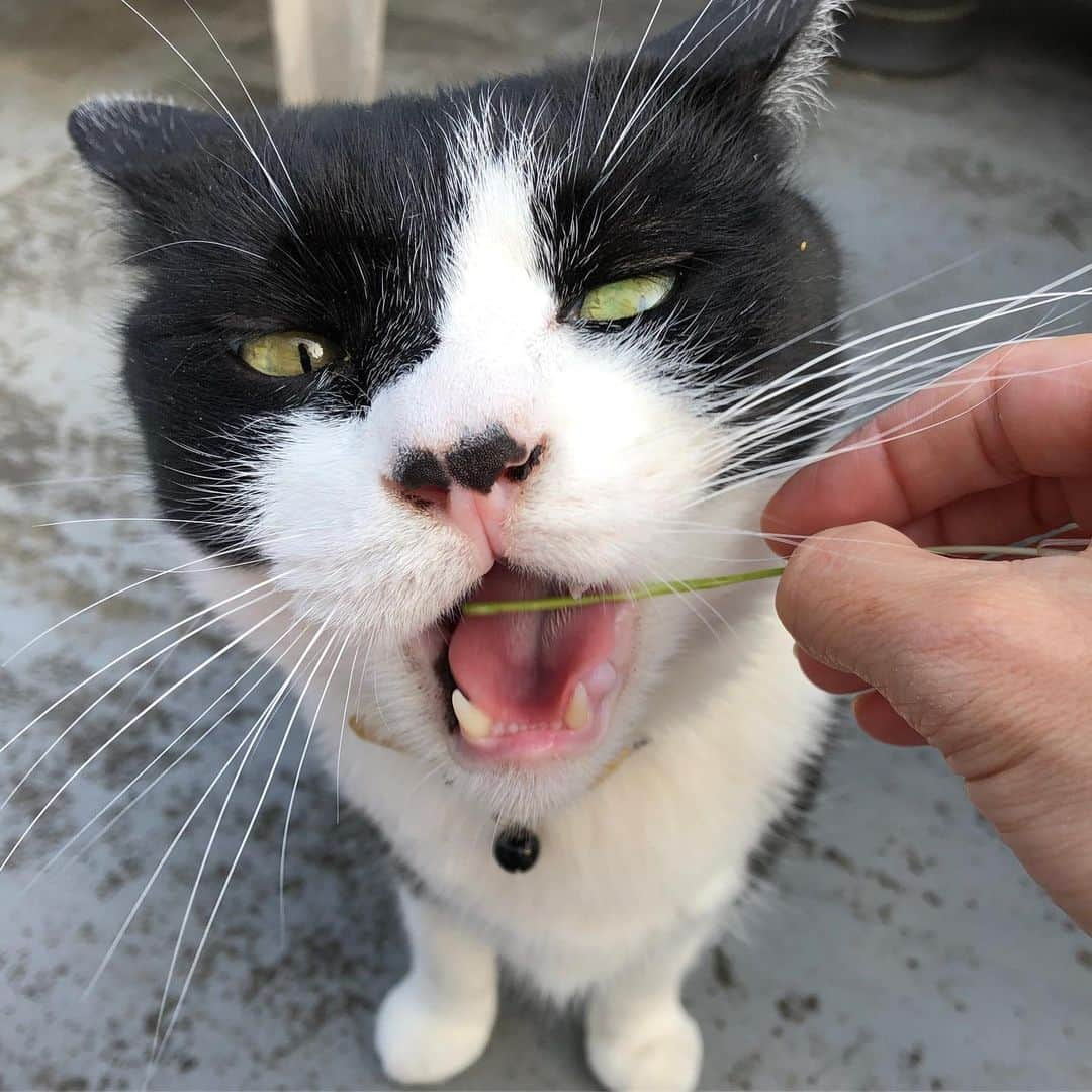 ふうちゃん & カタクリンさんのインスタグラム写真 - (ふうちゃん & カタクリンInstagram)「カタリンマンソン #猫草cmオファー待ち  #k氏のなりすましシリーズ」6月21日 8時53分 - micryo