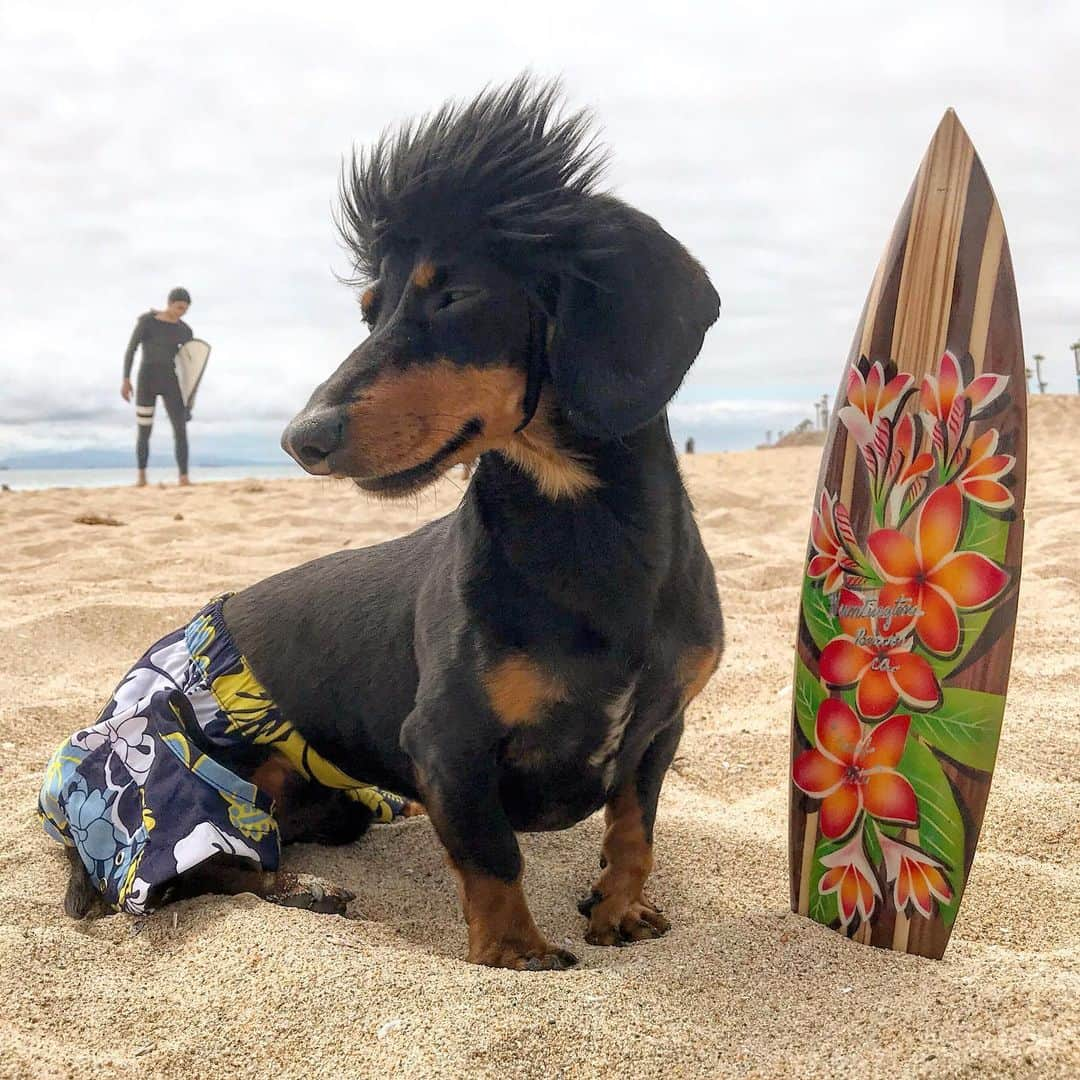 Crusoe the Celebrity Dachshundさんのインスタグラム写真 - (Crusoe the Celebrity DachshundInstagram)「“Who wants to see a wiener hang ten?” ~ Crusoe」6月21日 8時57分 - crusoe_dachshund