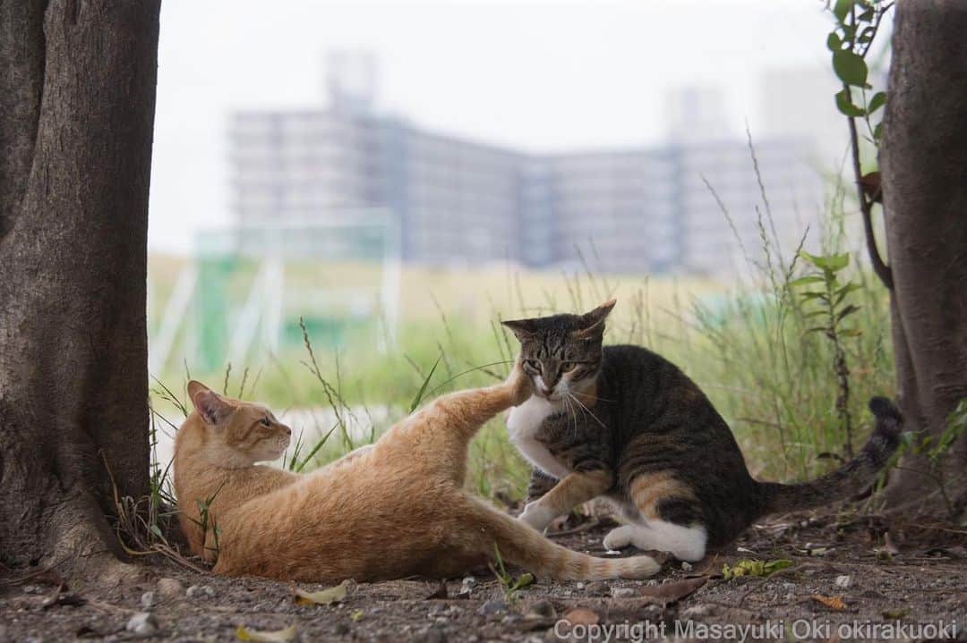 Masayukiさんのインスタグラム写真 - (MasayukiInstagram)「足蹴にする。  おはようございます。 Good morning from Tokyo Japan ⛅️ #kedi #tokyocameraclub #東京カメラ部 #7catdays #にゃんすたぐらむ #猫写真  #nekoclub #catsofinstagram  #cats_of_world #catstagram #ig_japan  #excellent_kittens #topcatphoto #bestrew  #exclusive_cats #ig_catclub #cat_features #meowbox #kings_cats #pocket_pets #happycatclub #cutecatshow #catloversclub #pleasantcats #yourcatphoto #raw_pets #my_eos_photo」6月21日 8時59分 - okirakuoki