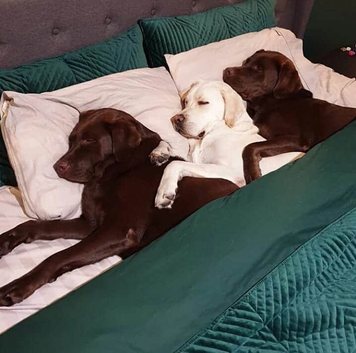 World of Labradors!さんのインスタグラム写真 - (World of Labradors!Instagram)「"It's 4 degrees outside, so we'll have breakfast in bed, thanks mom." - @willow.rose.adventures」6月21日 9時09分 - worldoflabs