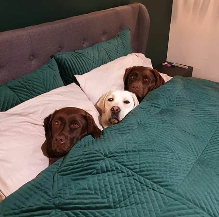 World of Labradors!さんのインスタグラム写真 - (World of Labradors!Instagram)「"It's 4 degrees outside, so we'll have breakfast in bed, thanks mom." - @willow.rose.adventures」6月21日 9時09分 - worldoflabs