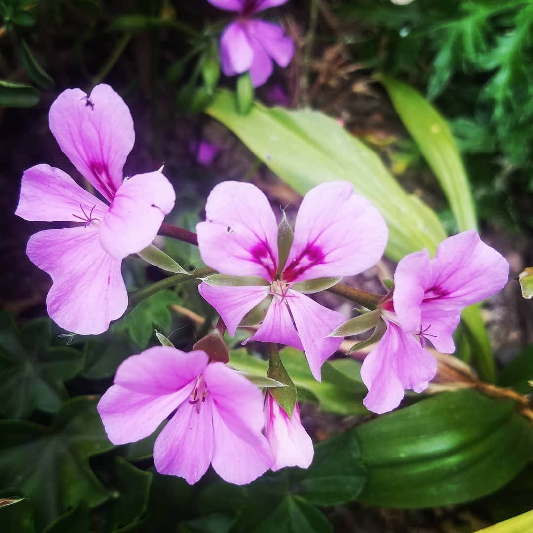 ガソリングラマーさんのインスタグラム写真 - (ガソリングラマーInstagram)「Does anyone know the name of this pink purple dude? #GASOLINEGARDEN #ILOVEGARDENS #GARDENSRULE #GARDENCHURCH #GARDENPARTY #GARDENMAGIC #AVANTGARDEN #GARDENS #GARDENGANGSTER #garden #gardenlife #GARDENER #gardentime #GARDENING #FLOWERS #plants #FLOWER #CACTUS #CACTI #SUCCULENTS @gasolineglamour  #GASOLINEGLAMOUR #AYEARINFLOWERS  #shadowhills  #THANKYOU @nicksnursery  #nicksnursery」6月21日 9時21分 - gasolineglamour