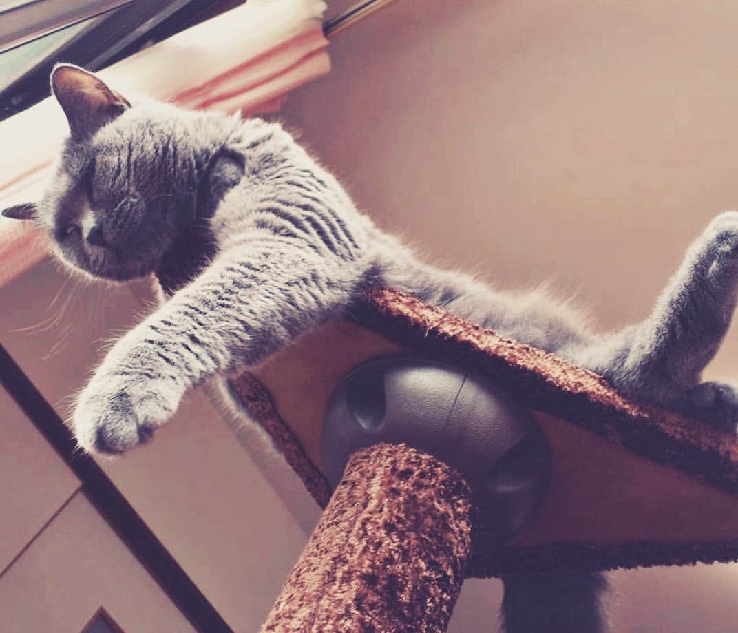 チキン南蛮カレーのルウ王子のグルメインスタ