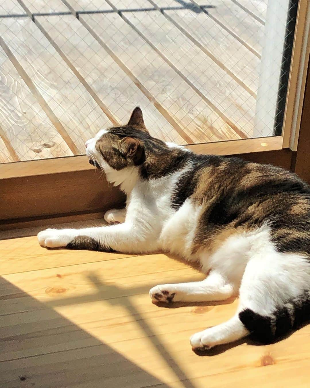 ねこさんのインスタグラム写真 - (ねこInstagram)「まぶ…しい…🥺✨ #neko_magazine #ねこ #猫 #ネコ #catstagram #cat #ねこマガジン #NEKONOBA」6月21日 9時54分 - neko_magazine