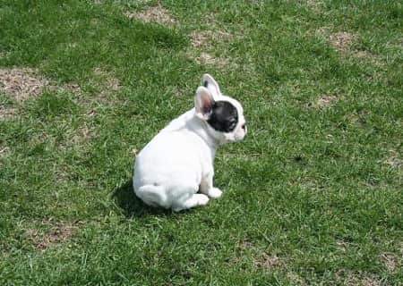 Manny The Frenchieのインスタグラム：「Throwback to being a bunny!🐇 #tbt  #babypic」