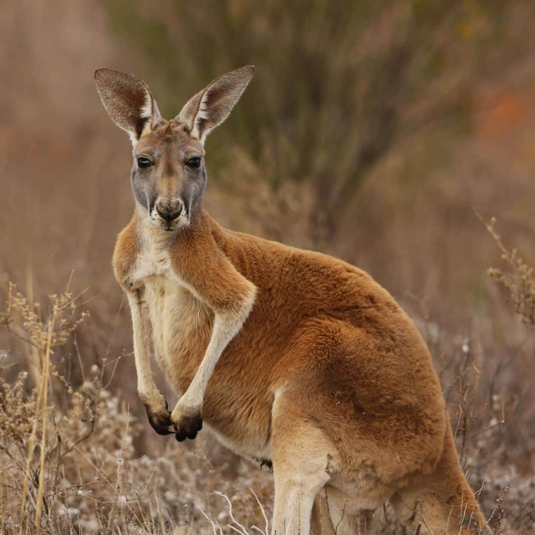 アニマルプラネットさんのインスタグラム写真 - (アニマルプラネットInstagram)「The red kangaroo is the LARGEST marsupial, getting as big as you and I. With powerful legs, they can jump up to 9 yards in a single bound. . . . . . . #animalplanetupclose #animalsofinstagram #animalplanet #animaloftheday #wild #wildlife #outdoors #animals #wildanimals #conservation #nature #animallovers #instanature #wildgeography  #marsupial #kangaroo #redkangaroo」6月21日 1時00分 - animalplanet