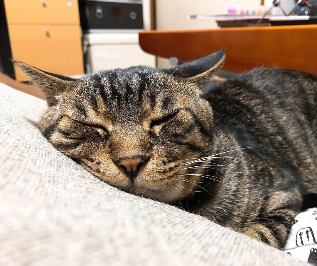 Musashiさんのインスタグラム写真 - (MusashiInstagram)「夜ムサシ。ねむ。Good night. #musashi #mck #cat #キジトラ #ムサシさん #ねこすたぐらむ #musashi_the_cat」6月21日 1時01分 - _daisy