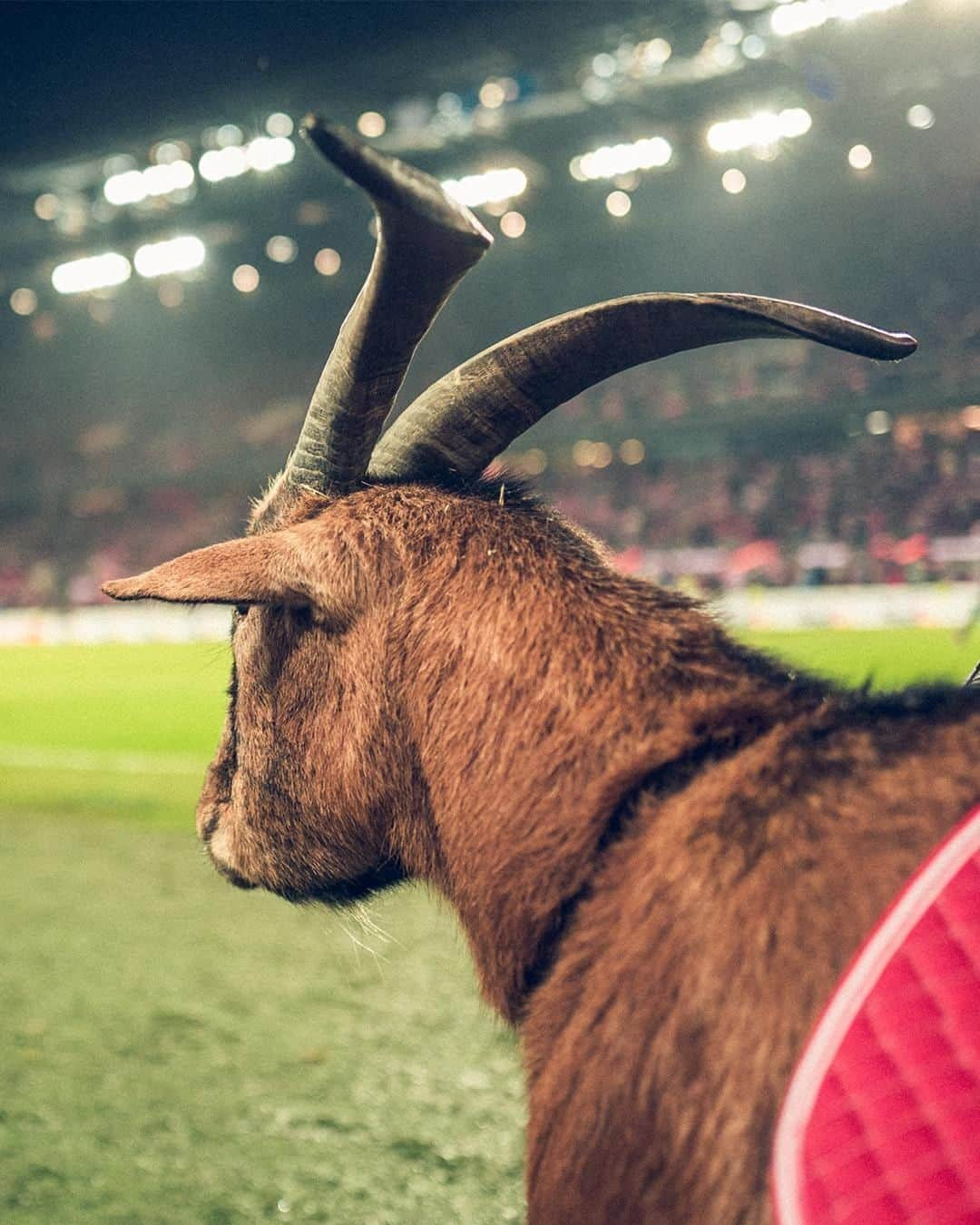 1.FCケルンさんのインスタグラム写真 - (1.FCケルンInstagram)「😍🐐 ___ #Hennes #effzeh #Köln #Kölle #fckoeln」6月21日 1時02分 - fckoeln