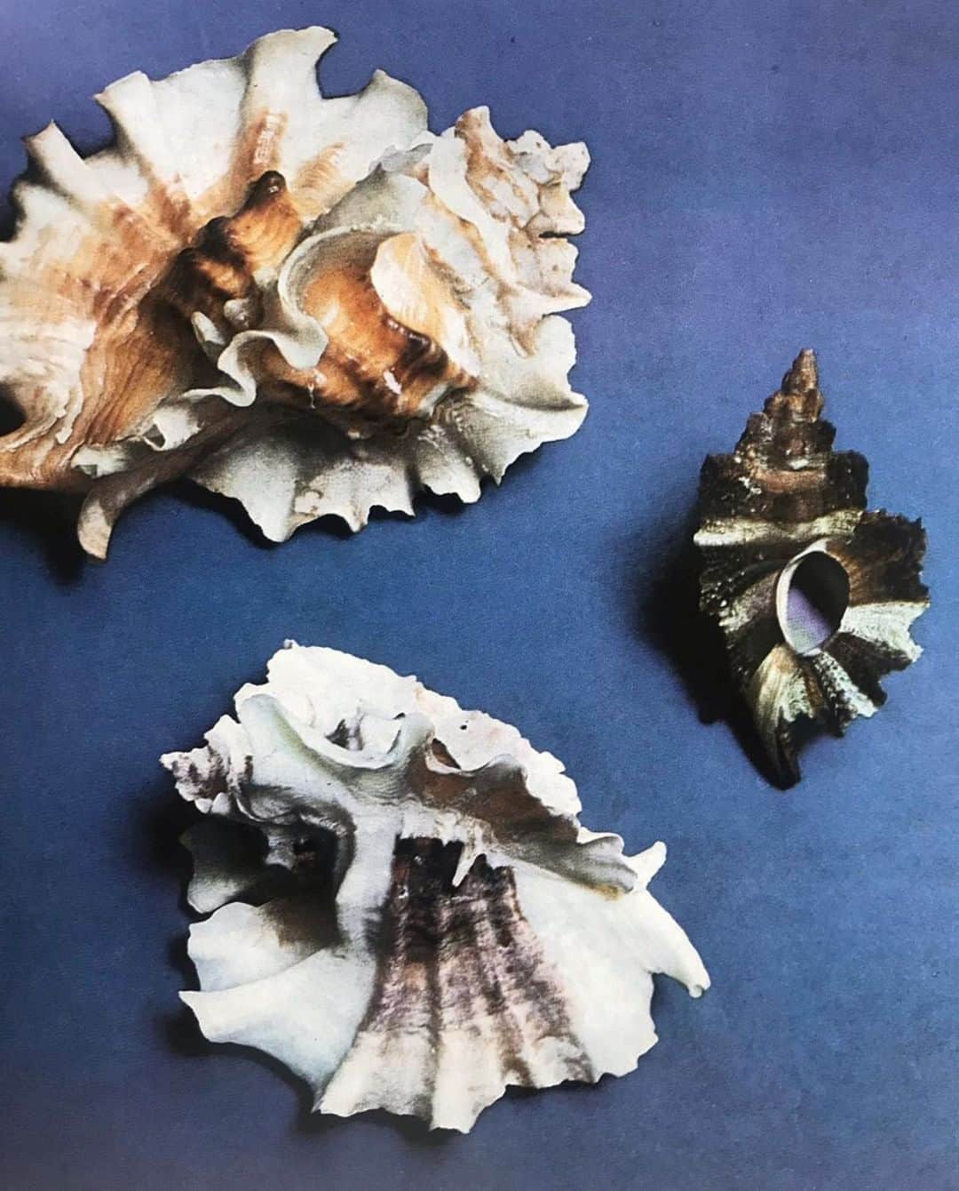 Meganさんのインスタグラム写真 - (MeganInstagram)「Seashells from San Diego ➖ Photographed by Herman Landschoff via @matteau﻿ ﻿ #seashells #sandiego #hermanlandschoff」6月21日 1時25分 - zanzan_domus