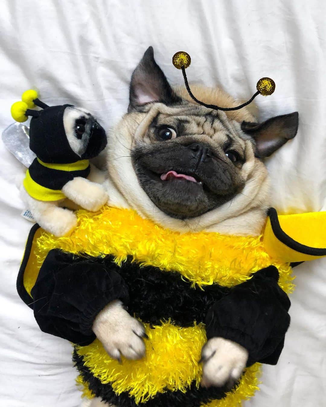 itsdougthepugさんのインスタグラム写真 - (itsdougthepugInstagram)「“U bee crazy” -Doug • My new bumblebee and butterfly plushies are out now at @clairesstores and online! Link in bio 🐝 #dougthepugxclaires」6月21日 1時27分 - itsdougthepug