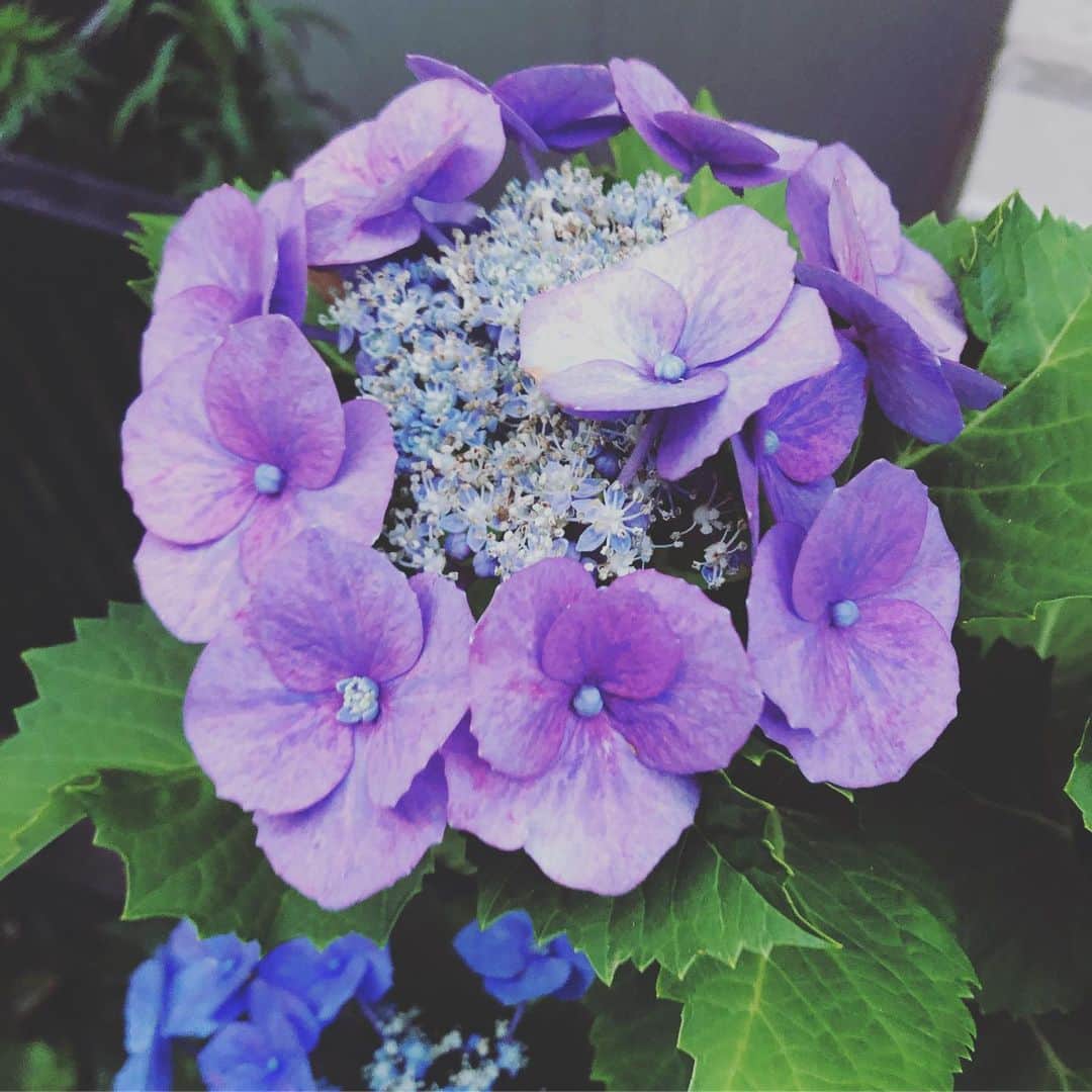 Kensho Onukiさんのインスタグラム写真 - (Kensho OnukiInstagram)「庭に咲いた紫陽花の花。同じ木なのに紫のがひとつだけ混ざってました。そのへんの不確かさ、自由さが自然かなって。しかし、木の丈が身長くらい高くなって花が横からしか鑑賞出来ない(￣◇￣;) 花が終わったら先をちょん切って良いのかな？✂️🤫#ガクアジサイ #梅雨のなぐさめ #大貫憲章花巡り #猫の額くらい」6月21日 2時08分 - kensho_onuki