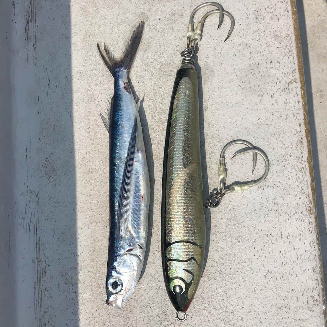 田中秀幸さんのインスタグラム写真 - (田中秀幸Instagram)「ルアーとベイトフィッシュ #釣り＃fishing #tuna #まぐろ」6月21日 2時10分 - tanaka2000