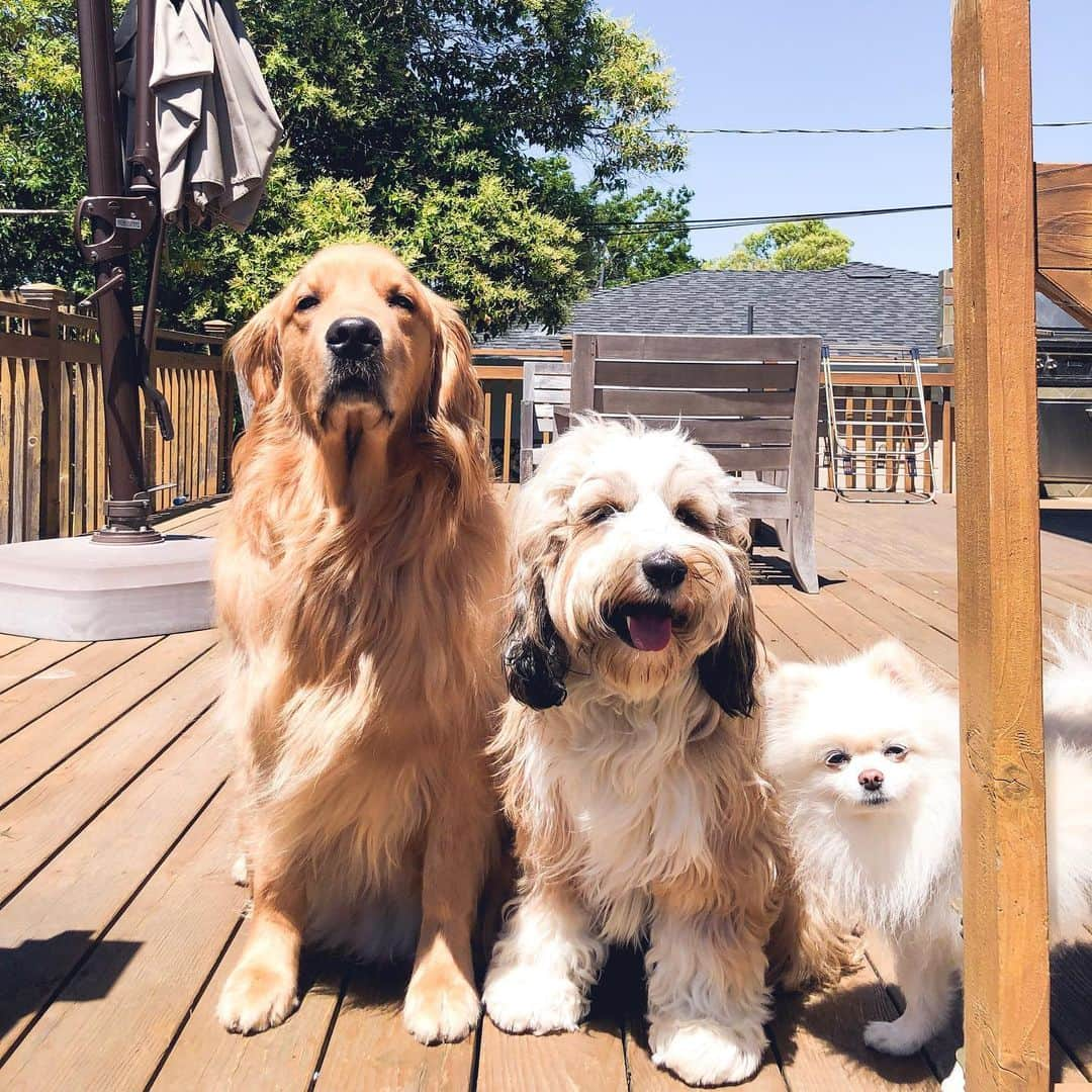 Buddy Boo Blueさんのインスタグラム写真 - (Buddy Boo BlueInstagram)「2 judgers and 1 Benny laughing at me.」6月21日 2時27分 - buddyboowaggytails