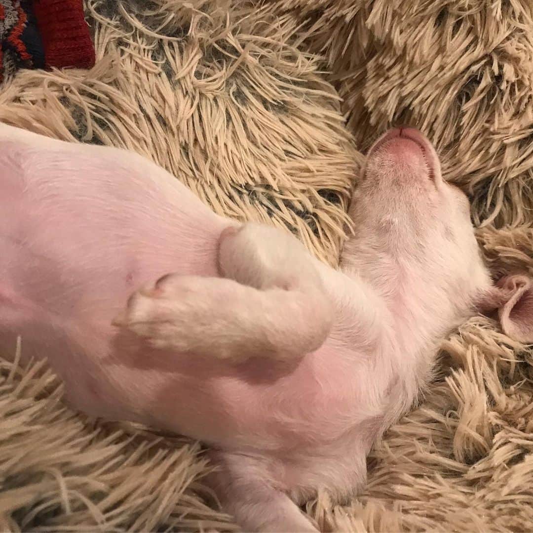 マーガレット・チョーさんのインスタグラム写真 - (マーガレット・チョーInstagram)「I love this sleeping position but it can’t be comfortable! #chihuahua #rescuedog #dogsofinstagram #goodnightfromus」6月21日 2時19分 - margaret_cho