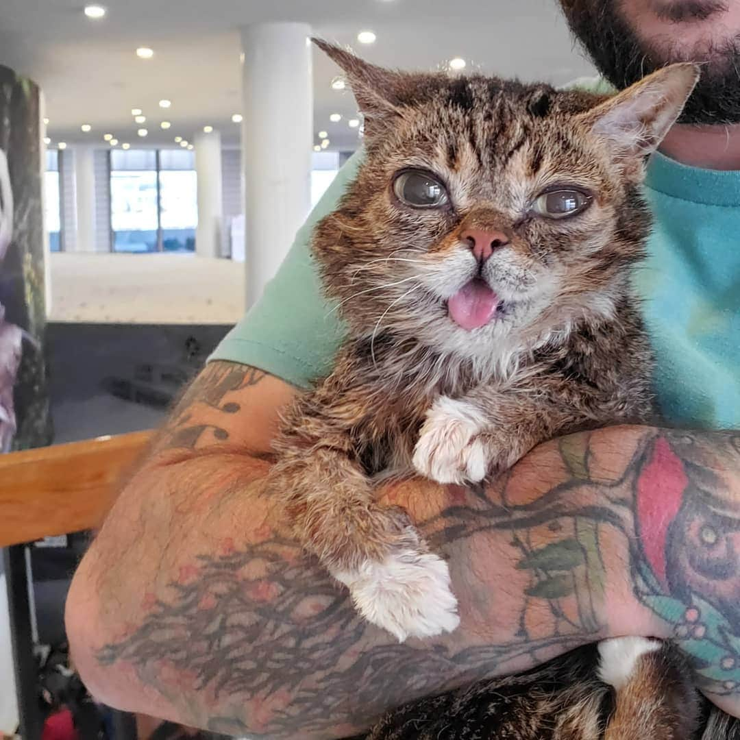 Lil BUBさんのインスタグラム写真 - (Lil BUBInstagram)「BUB just landed at LAX for her Big 8th Birthday Trip! A very big thanks to Los Angeles Tourism ( @discoverla ) for bringing us here to help BUB raise a ton of money for the excellent kitties at Kitty Bungalow. Come celebrate with BUB! Link in bio...」6月21日 2時48分 - iamlilbub