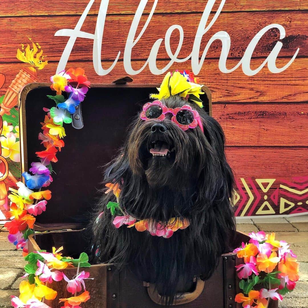DogsOf Instagramのインスタグラム：「STORY TAKEOVER! “You had me at Aloha 😍” writes @mistricks | Hula on over to our Stories and check out how the Southern California pups are celebrating her 3rd birthday! #dogsofinstagram」