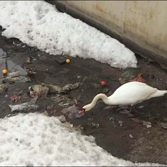 のインスタグラム：「Repost from @savethereef This video of a swan cleaning up trash for her friends should remind us all about these ugly stats: 100,000 marine creatures die from plastic entanglement and approximately 1 million sea birds also die from plastic each year. That’s because there’s an estimated 46,000 pieces of plastic in every square mile of ocean and in the next few years it’s estimated that there will be more plastic than fish in our oceans! We cannot let that happen; we MUST take action now before it’s too late — many more people must be made aware of this URGENT issue so please share this video with your followers and tag people in the comments who need to see it! We can #endplasticpollution by working together and forcing companies to stop making all these single-use plastics that are destroying our environment and marine life! #plasticsucks #plasticpollution #karmagawa #savethereef」