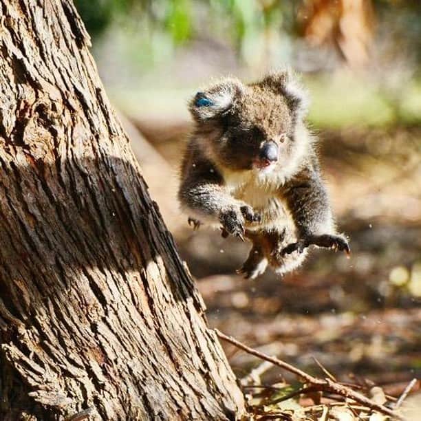 Australiaさんのインスタグラム写真 - (AustraliaInstagram)「Actual photo of us leaving the office today. 🐨 @nikkiki73 captured this impressive action shot at @hansonbaywildlifesanctuary while touring for @kangarooislandodysseys. This #wildlife sanctuary on @southaustralia’s @authentickangarooisland is home to many #koalas, kangaroos, wallabies, possums, echidnas and native birds, making it one of the best places on the island to see native animals in the wild. Australian wildlife are more likely to be active at twilight hours, you just might see a leaping koala during the day if you’re lucky. 😉  #seeaustralia #seesouthaustralia #kangarooisland #authenticKI #nature」6月21日 4時00分 - australia